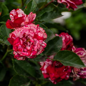 �������