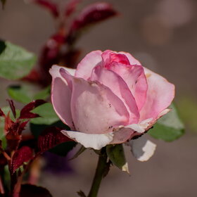 �������