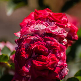 �������