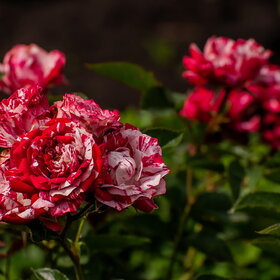 �������