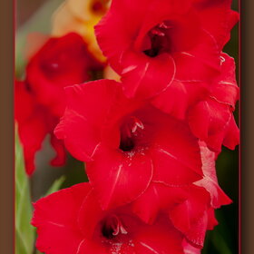 �������