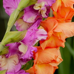 �������