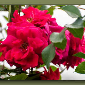 �������