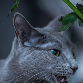 �������� ��������