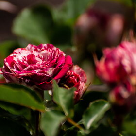 �������