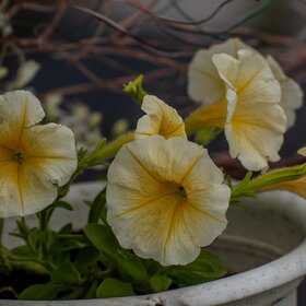 �������