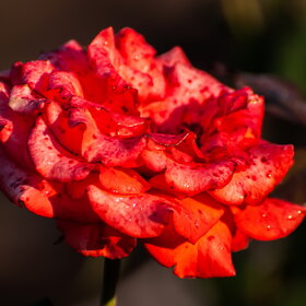 �������