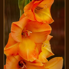 �������