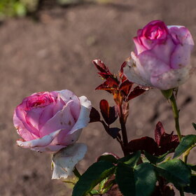 �������