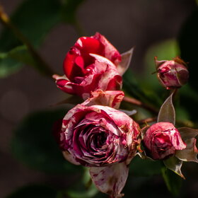 �������