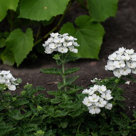 �������