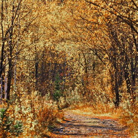 ���������� �� �����������