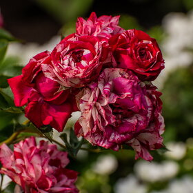 �������