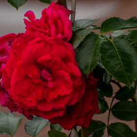 �������