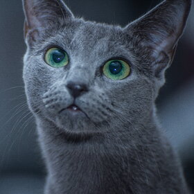 �������� ��������