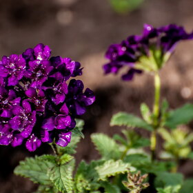 �������