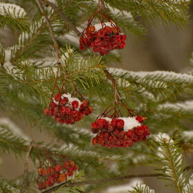 ���������� �� �����������